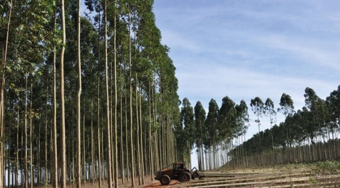 MAESTRIA EN DERECHO EMPRESARIO Estudian condiciones para la implementación de “empresas tipo B” en la industria forestal de Corrientes Empresas Tipo B en Corrientes
