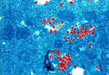 NOTA DE RADIO UNNE Los mecanismos que se activan cuando el Covid ingresa en las células, clave para posibles tratamientos