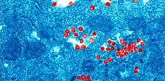 NOTA DE RADIO UNNE Los mecanismos que se activan cuando el Covid ingresa en las células, clave para posibles tratamientos