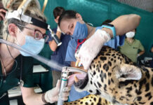 TRABAJO DE GRADUACION Desarrollan un protocolo actualizado para el manejo de fauna silvestre en el Centro de Conservación Aguará Centro Aguará