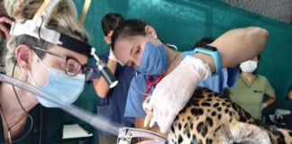 TRABAJO DE GRADUACION Desarrollan un protocolo actualizado para el manejo de fauna silvestre en el Centro de Conservación Aguará Centro Aguará