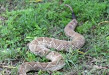 Mediante técnicas avanzadas, profundizan el conocimiento de proteínas del veneno de cascabel de Argentina Cascabel de Argentina