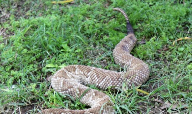 Mediante técnicas avanzadas, profundizan el conocimiento de proteínas del veneno de cascabel de Argentina Cascabel de Argentina