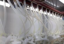 Investigación con resultados inéditos Logran descifrar piezas bioquímicas claves que limitan la clonación de una especie de eucalipto Recipientes de brotes de Eucalyptus nitens