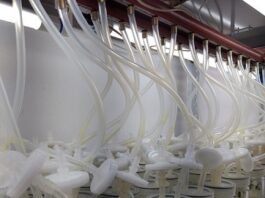 Logran descifrar piezas bioquímicas claves que limitan la clonación de una especie de eucalipto Recipientes de brotes de Eucalyptus nitens