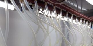 Investigación con resultados inéditos Logran descifrar piezas bioquímicas claves que limitan la clonación de una especie de eucalipto Recipientes de brotes de Eucalyptus nitens