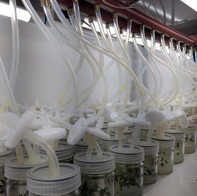 Investigación con resultados inéditos Logran descifrar piezas bioquímicas claves que limitan la clonación de una especie de eucalipto Recipientes de brotes de Eucalyptus nitens