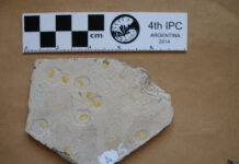 PROYECTO DEL CECOAL Aplican modernas técnicas para comprender la conservación de restos fósiles de interés paleoambiental Estudios del CECOAL