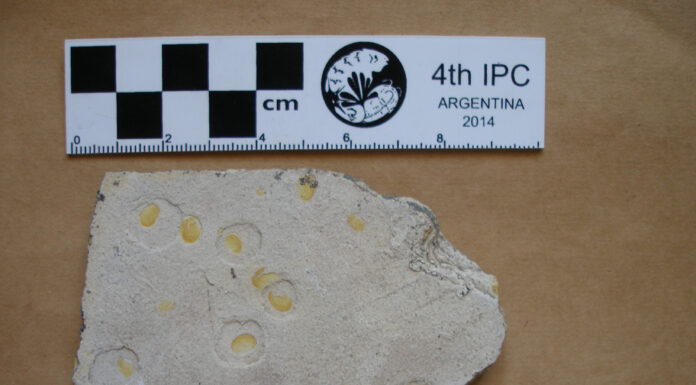PROYECTO DEL CECOAL Aplican modernas técnicas para comprender la conservación de restos fósiles de interés paleoambiental Estudios del CECOAL