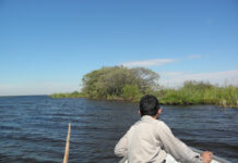 PROYECTO PICTO-UNNE Estudian la historia biológica, geológica y paleontológica del Iberá y su ocupación humana Estudian evolución del Iberá