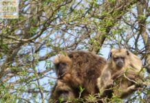 Ciclo de Cine del CCU “El mundo está cambiando para mal, debemos pensar en las generaciones futuras, para generar cambios y dejarles un mundo en pie” Foto propiedad de EBCo