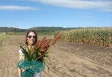 Historia de una Graduada De enseñar violín en Corrientes ahora investiga sorgos híbridos en Estados Unidos Ing Paula Demarco sosteniendo un manojo de sorgo