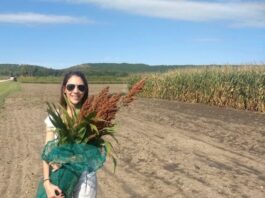 De enseñar violín en Corrientes ahora investiga sorgos híbridos en Estados Unidos Ing Paula Demarco sosteniendo un manojo de sorgo