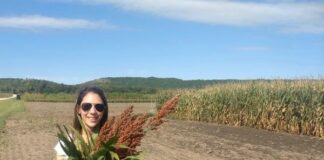 Historia de una Graduada De enseñar violín en Corrientes ahora investiga sorgos híbridos en Estados Unidos Ing Paula Demarco sosteniendo un manojo de sorgo