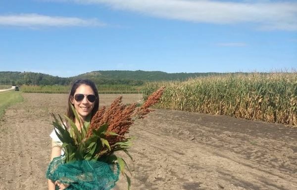 Historia de una Graduada De enseñar violín en Corrientes ahora investiga sorgos híbridos en Estados Unidos Ing Paula Demarco sosteniendo un manojo de sorgo