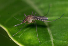 INSTITUTO DE MEDICINA REGIONAL Actualizan clasificación para Argentina de un subgénero de mosquitos de relevancia sanitaria Estudio de IMR