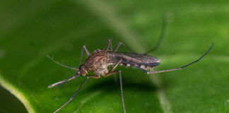 INSTITUTO DE MEDICINA REGIONAL Actualizan clasificación para Argentina de un subgénero de mosquitos de relevancia sanitaria Estudio de IMR