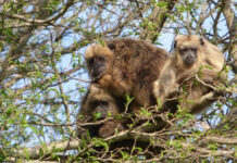 Declarar «Monumento Natural» al Mono Carayá, una de tantas acciones necesarias para su conservación