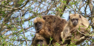 Con activo rol de la comunidad científica, organizan el «2° Festival del Mono Carayá y su amigo el Aguará Guazú»