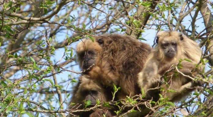 Declarar «Monumento Natural» al Mono Carayá, una de tantas acciones necesarias para su conservación