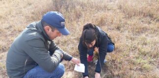 INSTITUTO DE BOTANICA DEL NORDESTE Identifican patrones de diversidad genética de leguminosas del NEA y aportan datos para el aprovechamiento sustentable