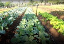 Aprueban proyectos de la UNNE en convocatoria de iniciativas científicas-tecnológicas contra el hambre