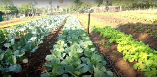 Aprueban proyectos de la UNNE en convocatoria de iniciativas científicas-tecnológicas contra el hambre