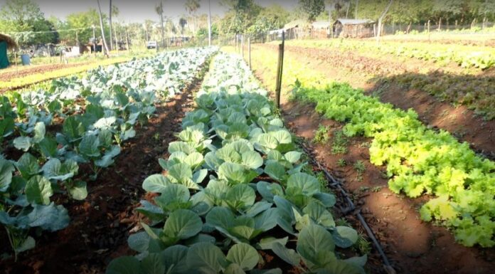 Aprueban proyectos de la UNNE en convocatoria de iniciativas científicas-tecnológicas contra el hambre