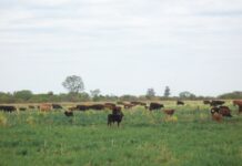 ENTREVISTA Cultivos de servicio, una práctica de conservación de suelo con múltiples beneficios