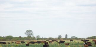 ENTREVISTA Cultivos de servicio, una práctica de conservación de suelo con múltiples beneficios