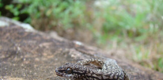 FaCENA Promueven el crecimiento de la Colección Herpetológica de la UNNE como aporte para conservar la biodiversidad del NEA