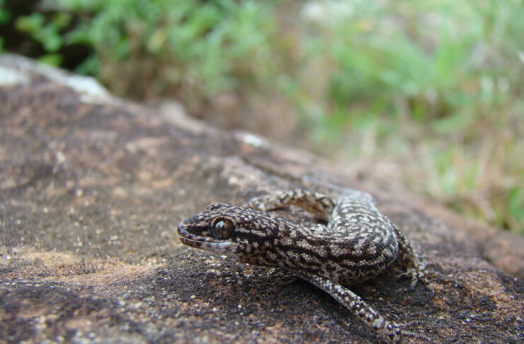 Promueven el crecimiento de la Colección Herpetológica de la UNNE como aporte para conservar la biodiversidad del NEA