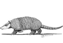 INESTIGADORES DE UNNE Identifican el fósil más antiguo de un reconocido grupo de “armadillos” Ilustración Pedro Cuaranta