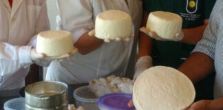 Buscan incrementar la producción y mejorar la calidad e inocuidad de quesos artesanales de la región