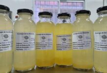 Para reutilizar suero lácteo, trabajan en la producción de una bebida frutal “probiótica”