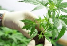 PROYECTO INTERSECTORIAL Detallan tareas para desarrollar protocolos de micropropagación de Cannabis Medicinal en Corrientes