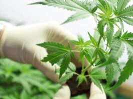 Detallan tareas para desarrollar protocolos de micropropagación de Cannabis Medicinal en Corrientes