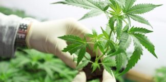 PROYECTO INTERSECTORIAL Detallan tareas para desarrollar protocolos de micropropagación de Cannabis Medicinal en Corrientes