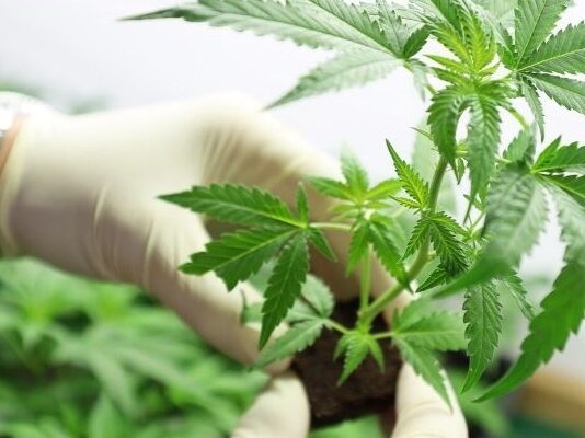 Detallan tareas para desarrollar protocolos de micropropagación de Cannabis Medicinal en Corrientes
