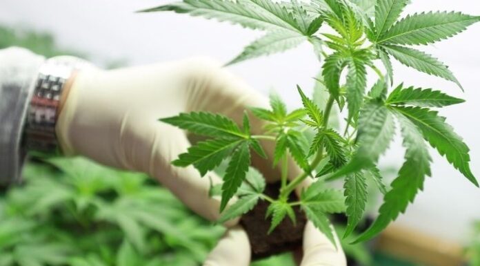 PROYECTO INTERSECTORIAL Detallan tareas para desarrollar protocolos de micropropagación de Cannabis Medicinal en Corrientes