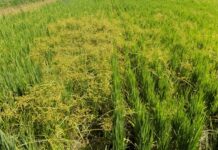 FCA-UNNE Estudian el comportamiento de una maleza que afecta el cultivo de arroz