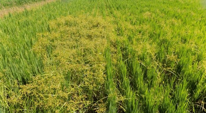 FCA-UNNE Estudian el comportamiento de una maleza que afecta el cultivo de arroz