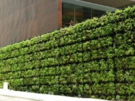 Calculan la mejora térmico-acústico que aportarían “paredes y techos verdes” en sistemas constructivos de la región