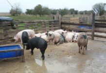 Proponen indicadores para evaluar la calidad ambiental y de vida de productores agropecuarios