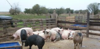 Proponen indicadores para evaluar la calidad ambiental y de vida de productores agropecuarios