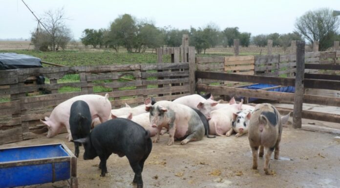 Proponen indicadores para evaluar la calidad ambiental y de vida de productores agropecuarios