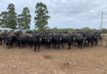 MEJORAMIENTO GENETICO Avanzan acciones de transferencia de biotecnologías reproductivas en búfalos al sector productivo