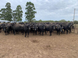 Avanzan acciones de transferencia de biotecnologías reproductivas en búfalos al sector productivo