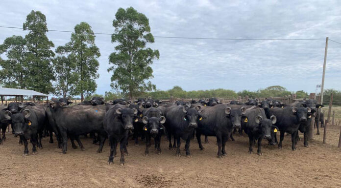 MEJORAMIENTO GENETICO Avanzan acciones de transferencia de biotecnologías reproductivas en búfalos al sector productivo