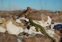 TRES CERROS Destacan un sitio natural de Corrientes con gran relevancia para la conservación de anfibios y reptiles